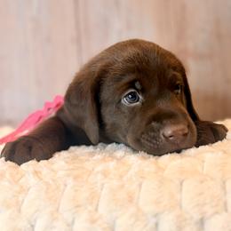 Pink Collar Chocolate Female - Chocolate female Labrador Retriever puppy in Gainesville, Georgia from Rucker Retrievers