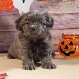Tum Tum - Blue male Mi-Ki puppy in Wales, Wisconsin from Phantastic Mi-kis