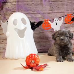 Tum Tum - Blue male Mi-Ki puppy in Wales, Wisconsin from Phantastic Mi-kis