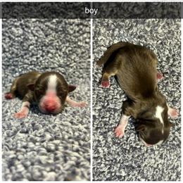 Flyn - Red tri male Miniature Australian Shepherd puppy in Granby, Missouri from Macks Mini Aussies