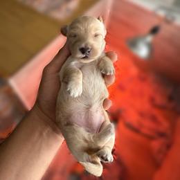 Girl 1 - Red female Dachshund puppy in Merced, California from JBDKennel