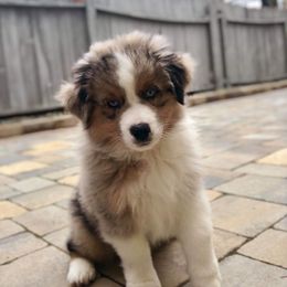 Aussiedoodle and Australian Shepherd Puppies from Double M Aussies