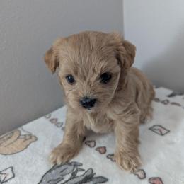 Boy 2 - Apricot male Maltipoo puppy in Fife, Washington from Joyful Pups