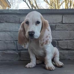 Jameson - Lemon and white male Basset Hound puppy in Newton Grove, North Carolina from MGA Basset Hound