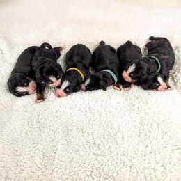 Bernese Mountain Dog puppies from Rafter 58 Bernedoodles
