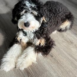 Aussiedoodle, Bernedoodle, and Goldendoodle Puppies from JW Doodles