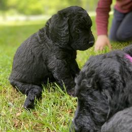 Labradoodle Puppies from Pisgah Creek Doodles