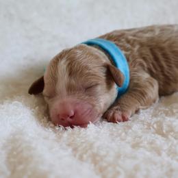 Cider - Baby blue - Red  male Goldendoodle puppy in Ruthorfordton, North Carolina from Duncan Doodles Goldendoodles