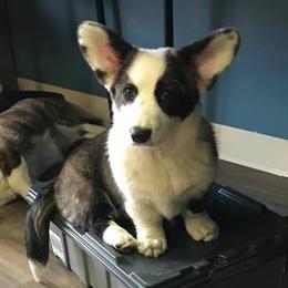 Cardigan Welsh Corgi Puppies from Stornoway Cardigan Welsh Corgis