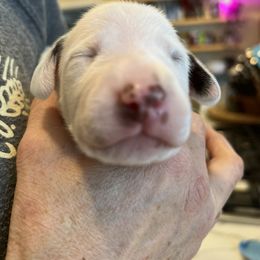 Dalmatian Puppies from Queen of Hearts Dalmatians