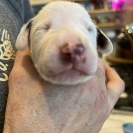 Dalmatian Puppies from Queen of Hearts Dalmatians