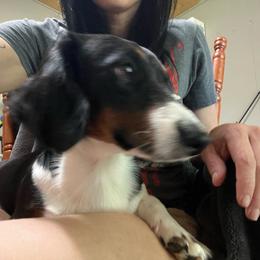 Tucker - Piebald male Dachshund puppy in Palestine, Texas from Vixens Dachshunds
