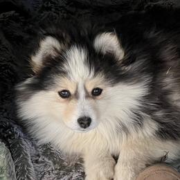 Tesla - Pomsky