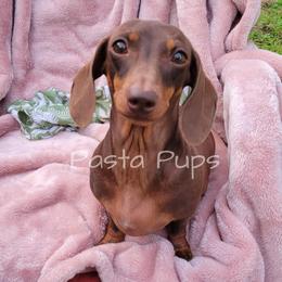 Charlie Cheese Fries - Chocolate and tan female Dachshund puppy in Texarkana, Arkansas from Pasta Pups Miniature Dachshunds