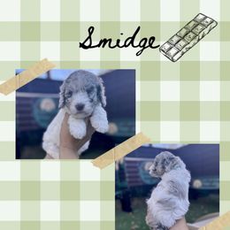 Smidge - Merle female Goldendoodle puppy in Garland, Texas from Twilight Doodles