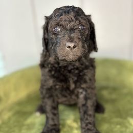 Harlan - Brown and white male Aussiedoodle puppy in Monroe, North Carolina from The Klepper Homestead