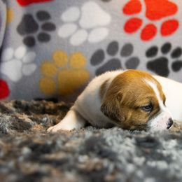 Russell Terrier Puppies from Diamond D Jacks