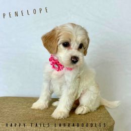 Penelope - Tri-color female Australian Labradoodle puppy in Raleigh, North Carolina from Happy Tails Labradoodles