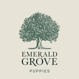 Cavalier King Charles Spaniel and Golden Retriever All Grown Up from Emerald Grove Puppies