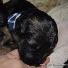 German Shepherd Puppies from Import German Shepherds of Kansas