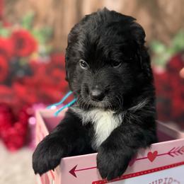 Cuddles, Blue Collar - male Golden Mountain Doodle puppy in Lake Panasoffkee, Florida from Donnas Deluxe Doodles LLC