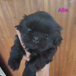 Allison - Allie - Black female Shih Tzu puppy in Palmyra, New York from Karen's Tzus of Palmyra-Macedon