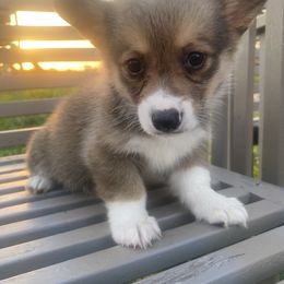 American Corgi and Pembroke Welsh Corgi Puppies from Eden Farms Corgis