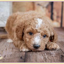 Versace - Red and white male Cockapoo puppy in Connersville, Indiana from Deaz Doodle Ranch