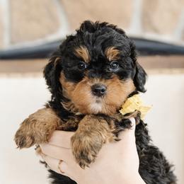 'Curry' Yellow Collar Male - Phantom male Bernedoodle puppy in Kamas, Utah from A + E Farms