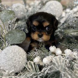 Prince - Black and tan male Cavalier King Charles Spaniel puppy in Salina, Utah from Corner house cavaliers