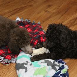 Poodle Puppies from RK'S Pets
