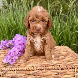 Bryar - Red female Cockapoo puppy in Beresford, South Dakota from DAKOTA DOOD RANCH