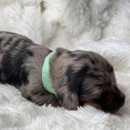 Dachshund Puppies from Hart Dachshunds