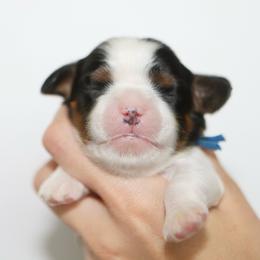 Blue - Tri-color male Cavalier King Charles Spaniel puppy in Flagstaff, Arizona from Cadelia Cavalier King Charles Spaniels