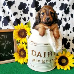 Dachshund Puppies from Blue Mountain Dachshunds
