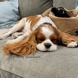 BRODY - Cavalier King Charles Spaniel