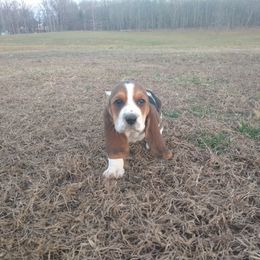 Basset Hound Puppies from Redbud Ranch Basset Hounds