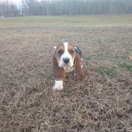 Basset Hound Puppies from Redbud Ranch Basset Hounds