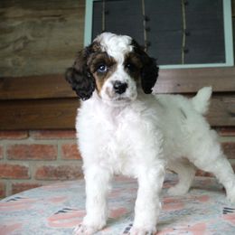 Assorted Doodle Crosses, Bernedoodle, Goldendoodle, and Poodle Puppies from Paramount Family Doodles