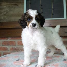 Assorted Doodle Crosses, Bernedoodle, Goldendoodle, and Poodle Puppies from Paramount Family Doodles