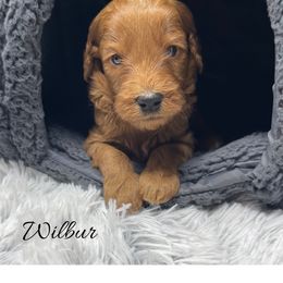 Wilbur - Red  male Goldendoodle puppy in State Road, North Carolina from Must Love Doodles