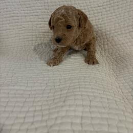 Boy puppy 1 - Apricot male Maltipoo puppy in Kansas City, Missouri from Waffles puppies