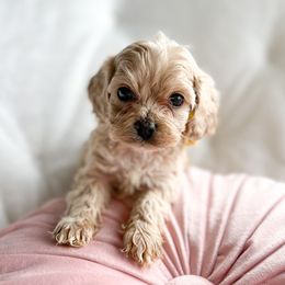 Daisy - Cockapoo puppy in La Grange, Kentucky from Bluegrass Doodle Buddies