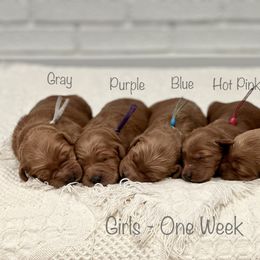 Goldendoodle Puppies from JD Goldendoodles