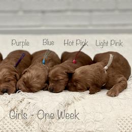 Goldendoodle Puppies from JD Goldendoodles