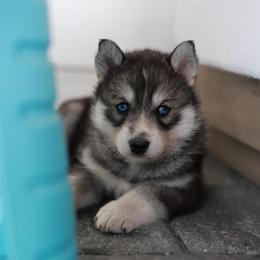 Skye - Gray and white female Siberian Husky puppy in Myakka City, Florida from SoFlo Siberians