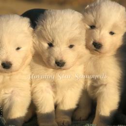 Samoyed Puppies from Morning Star Samoyeds