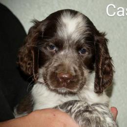Casper - Liver white and roan male English Springer Spaniel puppy in Florida from Thunderbird Springers