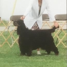 Gordon Setters from Bit O’ Gold Gordon Setters