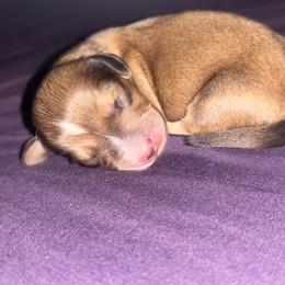 Shaded Cream Male AKC - Cream male Dachshund puppy in Lehigh Acres, Florida from Ruby Rose Dachshund Dynasty